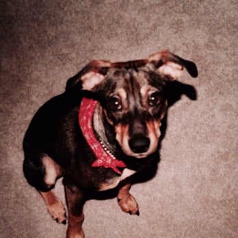 Helping Hands Pet Care Services - Duke is a sweetheart! - Pet Sitting Near Me Helping Hands Pet Care Services - Duke is a sweetheart! - Pet Sitting Near Me
