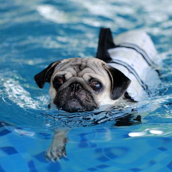 Water Dog Spa - Axel swimming between massage sets - Pet Services Near Me - Seattle, Washington Water Dog Spa - Axel swimming between massage sets - Pet Services Near Me - Seattle, Washington