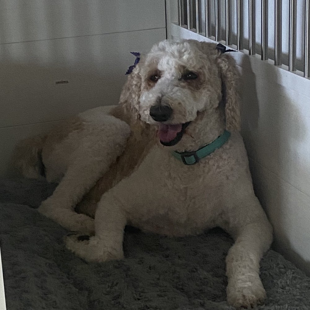 Eco Paw Spa - Groomed dog - Pet Groomers Near Me Eco Paw Spa - Groomed dog - Pet Groomers Near Me