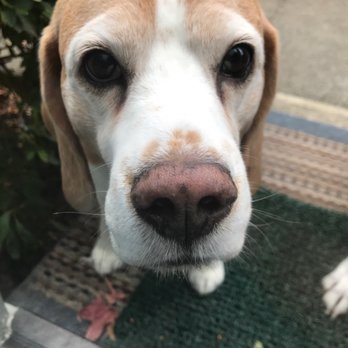 Dog & Hydrant - Pet Groomers Near Me - Windsor, California Dog & Hydrant - Pet Groomers Near Me - Windsor, California