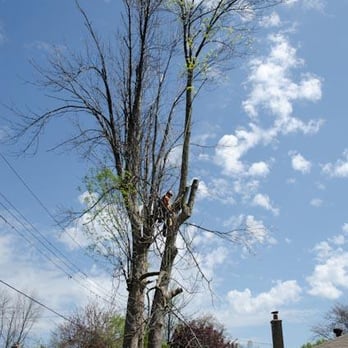 Maplecrest Tree Service - Damaged Tree Removal, Blue Mountains, Collingwood - Tree Services Near Me Maplecrest Tree Service - Damaged Tree Removal, Blue Mountains, Collingwood - Tree Services Near Me