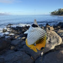 Papio, trigger, angelfish