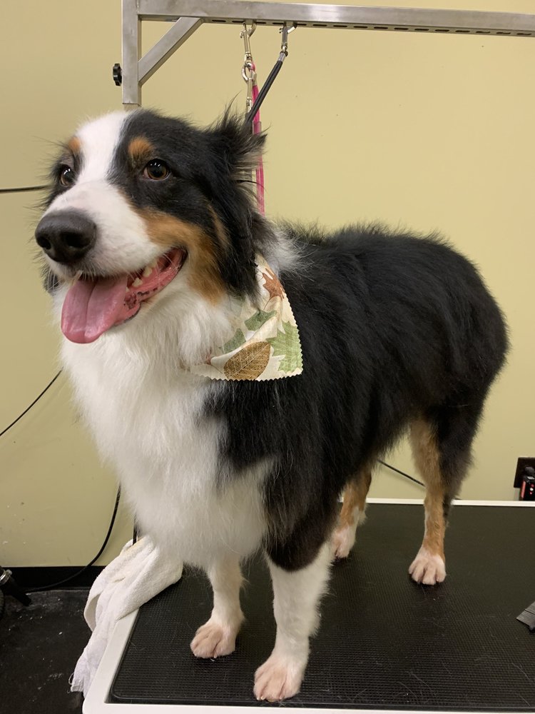 SYCAMORE ANIMAL CLINIC Updated September 2024 17 Photos & 23