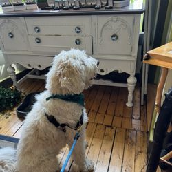 Life in the ADK - Was waiting for a water bowl.