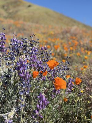 Antelope Valley California Poppy Reserve State Natural Reserve by null