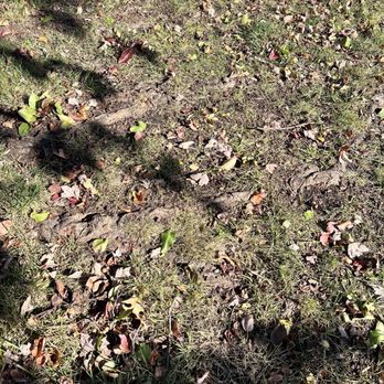 Milton's Tree Care Services - Tree Services Near Me Milton's Tree Care Services - Tree Services Near Me