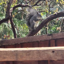 I sat on the porch eating nuts and my friend here was eating something as well. I felt like Doctor Doolittle. I sat on the porch eating nuts and my friend here was eating something as well. I felt like Doctor Doolittle.