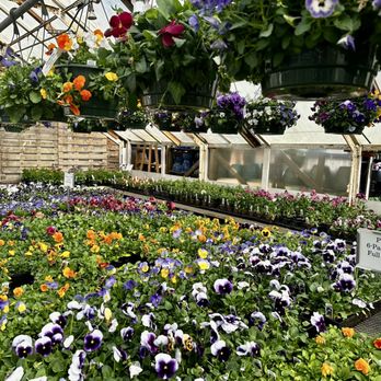 Allandale Farm - Pansies - Nurseries & Gardening Near Me - Brookline, Massachusetts