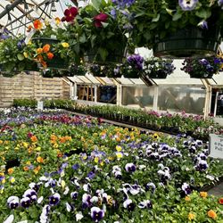 Allandale Farm - Pansies
