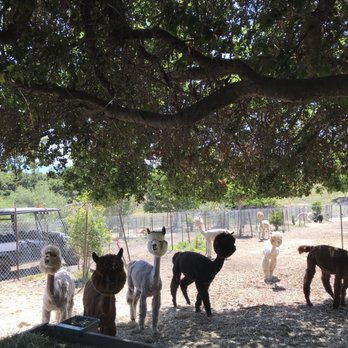 Canzelle Alpacas - Hehe following the leader!! - Farms Near Me - Carpinteria, California Canzelle Alpacas - Hehe following the leader!! - Farms Near Me - Carpinteria, California