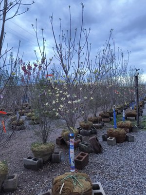 KURTZ BROS. MULCH & SOILS - Updated June 2026 - 11 Photos - 777 Frank ...