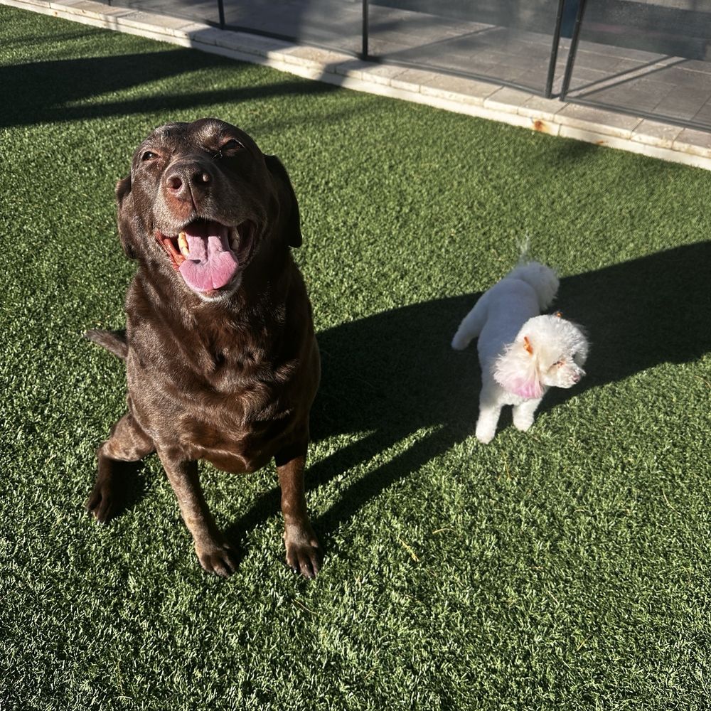 Bark and Bubbles Blowdry Bar - Pet Groomers Near Me - Scottsdale, Arizona Bark and Bubbles Blowdry Bar - Pet Groomers Near Me - Scottsdale, Arizona