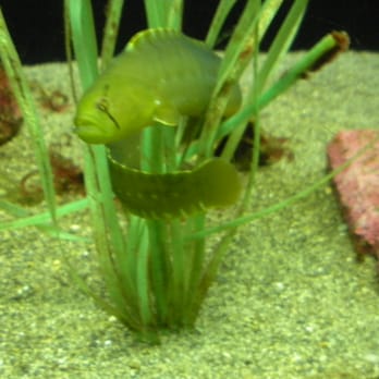 Seattle Aquarium - Aquariums Near Me - Seattle, Washington Seattle Aquarium - Aquariums Near Me - Seattle, Washington