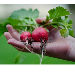 Living Hope Farm