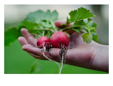 Living Hope Farm Logo