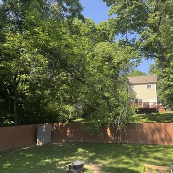 Multi Tree - Tree in the process of falling. - Lawn Services Near Me