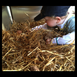 TC Farm - Hand gathered organic fed eggs