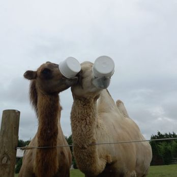 Tennessee Safari Park - The camels took me and my dad's bowl lol - Parks Near Me - Alamo, Tennessee