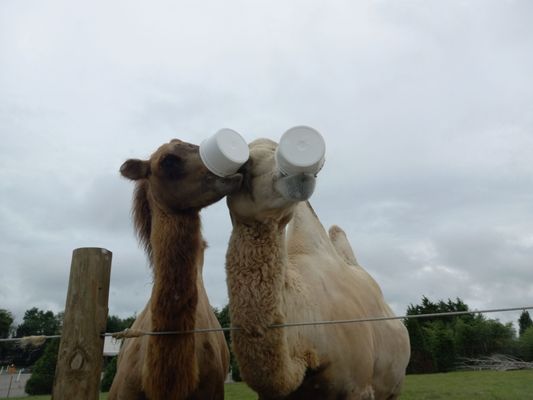 Tennessee Safari Park by null