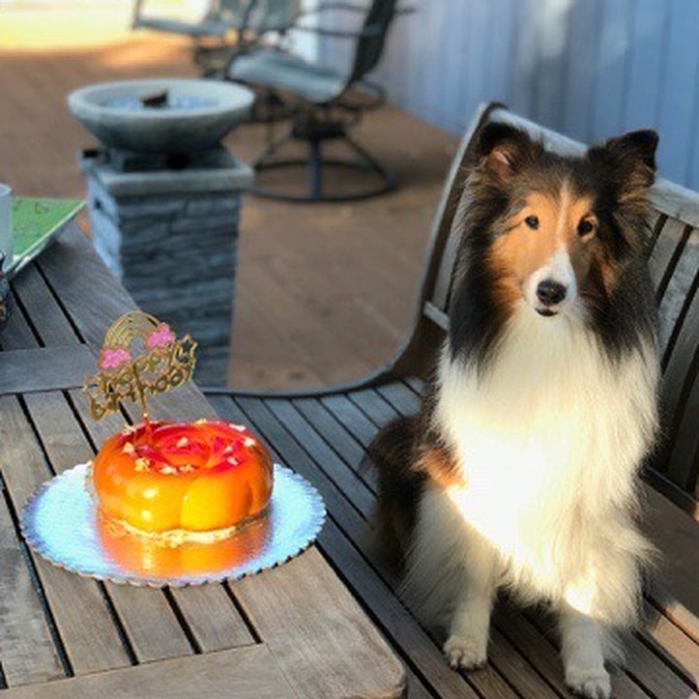 Mishka - Ginger and her birthday cake last year. - Pet Stores Near Me - San Francisco, California Mishka - Ginger and her birthday cake last year. - Pet Stores Near Me - San Francisco, California