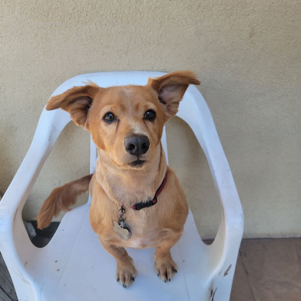 Heavenly Paws - Loki's New Hair Cut! - Pet Groomers Near Me - Upland, California Heavenly Paws - Loki's New Hair Cut! - Pet Groomers Near Me - Upland, California