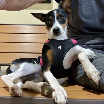 Clovis Pet Hospital - Maples visit. Started anxiety meds and doing dog stuff now! - Veterinarians Near Me - Clovis, California Clovis Pet Hospital - Maples visit. Started anxiety meds and doing dog stuff now! - Veterinarians Near Me - Clovis, California