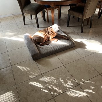 Hutto Veterinary Clinic - My dog May! - Veterinarians Near Me - Hutto, Texas Hutto Veterinary Clinic - My dog May! - Veterinarians Near Me - Hutto, Texas