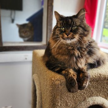 Creekside Cats Boarding Hotel - Pet Sitting Near Me - Abbotsford, British Columbia Creekside Cats Boarding Hotel - Pet Sitting Near Me - Abbotsford, British Columbia