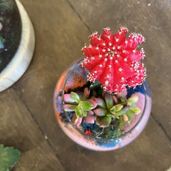 Jade & Clover - terrarium - Home Decor Near Me - Dallas, Texas