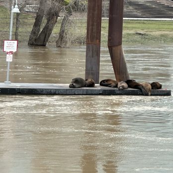 Delta King - Sea lions - Hotels Near Me - Sacramento, California Delta King - Sea lions - Hotels Near Me - Sacramento, California