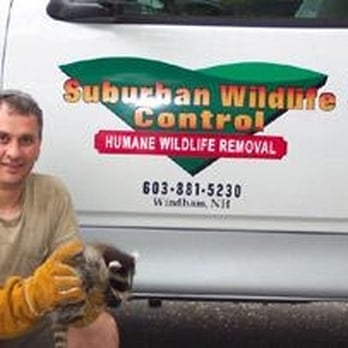 Suburban Wildlife Control - Owner, Bob Noviello, with a safely trapped raccoon. - Wildlife Control Near Me Suburban Wildlife Control - Owner, Bob Noviello, with a safely trapped raccoon. - Wildlife Control Near Me