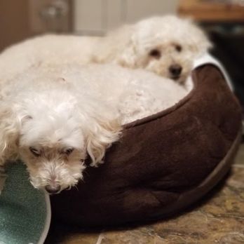 Dog Den - Pet Groomers Near Me - Anaheim, California Dog Den - Pet Groomers Near Me - Anaheim, California
