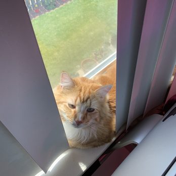 Care Animal Hospital - Bowser our 2 year old Tabby. - Veterinarians Near Me - Arvada, Colorado Care Animal Hospital - Bowser our 2 year old Tabby. - Veterinarians Near Me - Arvada, Colorado