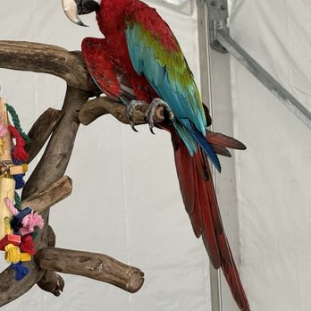 Florida State Fairgrounds - red macaw at rainforest experience - Festivals Near Me - Tampa, Florida Florida State Fairgrounds - red macaw at rainforest experience - Festivals Near Me - Tampa, Florida