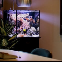 Deep Sea Aquarium Maintenance