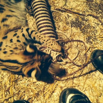 Wild Wills Animal Encounters - Zoos Near Me - Shropshire, SHR