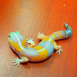 Global Exotic Pets - Global exotic pets breeding fat tail geckos since 1995! wowzers.