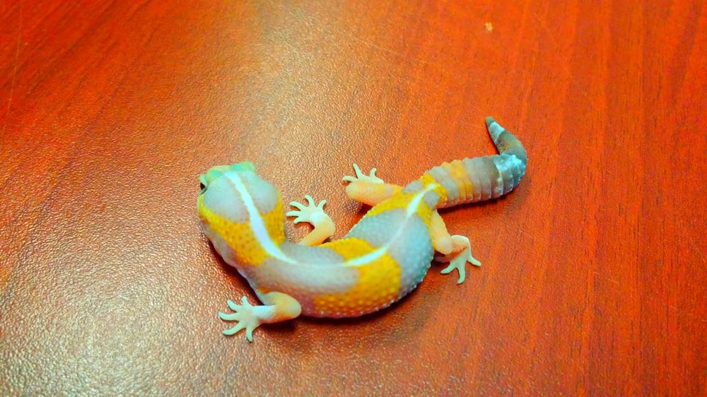 GLOBAL EXOTIC PETS Updated October 2024 1305 Victoria Street N