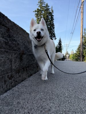 Primal Pack Dog Training