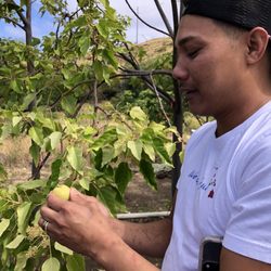 We Go Maui - Cliff showing us a surprising fruit from a tree.