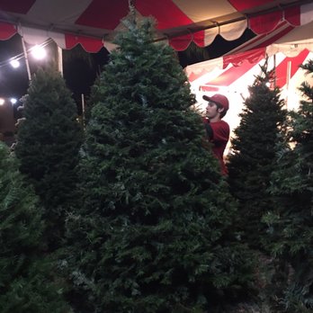 Enchanted Country Trees - Green Mountain - Christmas Trees Near Me - Placentia, California