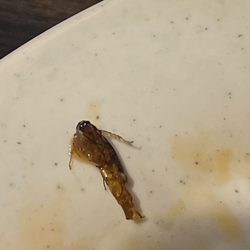 user provided Asuka Hibachi And Buffet photo