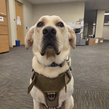 Althea Canines - Pet Training Near Me - Orangevale, California Althea Canines - Pet Training Near Me - Orangevale, California