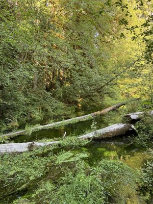 Hoh Rain Forest by null