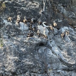 Eco Explorer - Blue-footed boobies