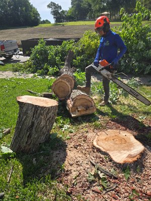 Almaraz Tree Services on Yelp