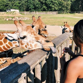 Six Flags Great Adventure - Feeding the giraffes at the safari ! - Amusement Parks Near Me - Jackson Township, New Jersey Six Flags Great Adventure - Feeding the giraffes at the safari ! - Amusement Parks Near Me - Jackson Township, New Jersey