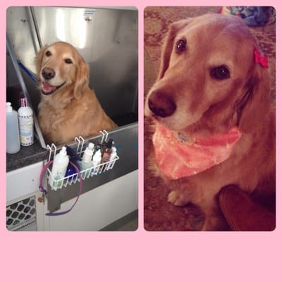 sassy mobile dog grooming