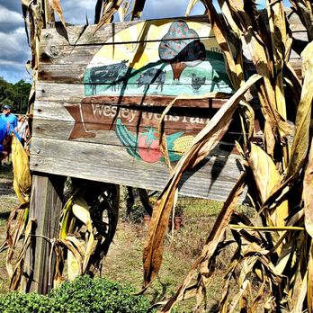 Wesley Wells Farm - Pumpkin Festival - Pick Your Own Farms Near Me - St. Augustine, Florida