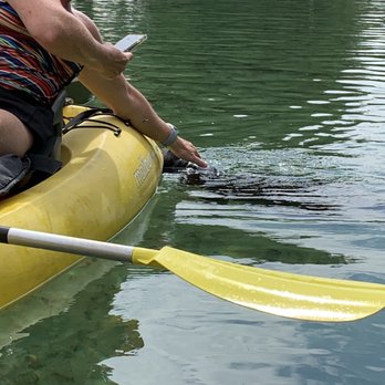 Weeki Wachee Springs - Baby manatee - Amusement Parks Near Me - Spring Hill, Florida